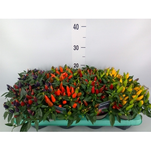 Capsicum annuum   ...