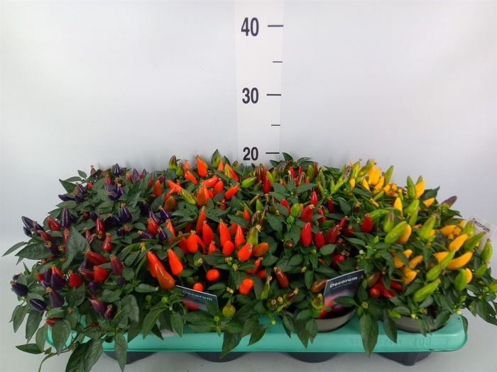 <h4>Capsicum annuum   ...</h4>