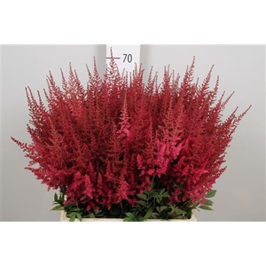 Astilbe arendsii 'Paul Gaarder'