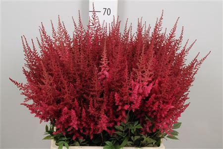 <h4>Astilbe arendsii 'Paul Gaarder'</h4>