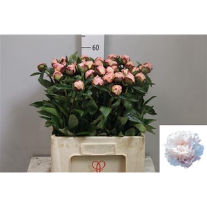 Paeo Gardenia