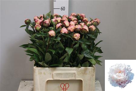 <h4>Paeo Gardenia</h4>