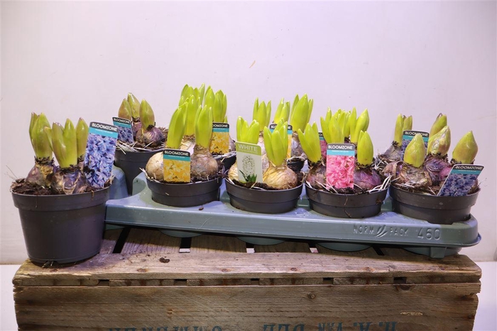 <h4>Hyacin Gem 4 Kl</h4>