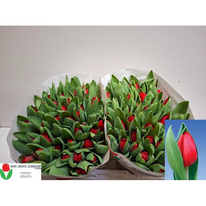 <h4>TU EN ESCAPE</h4>