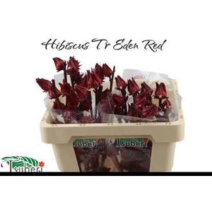HIBIS TR EDEN RED