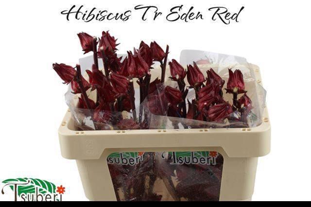 <h4>HIBIS TR EDEN RED</h4>