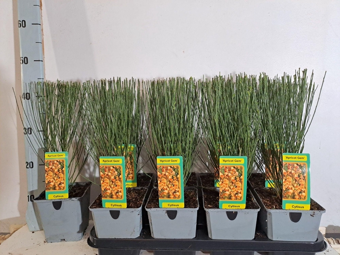 <h4>Cytisus Apricot</h4>
