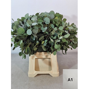 EUC POPULUS PER STEEL -IT-