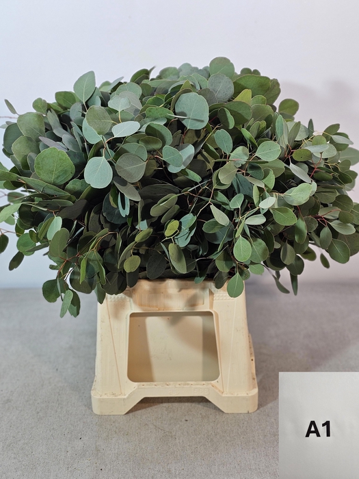 <h4>EUC POPULUS PER STEEL -IT-</h4>