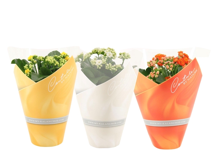 Kalanchoë 3 color mix in Couture sleeve Easter mix