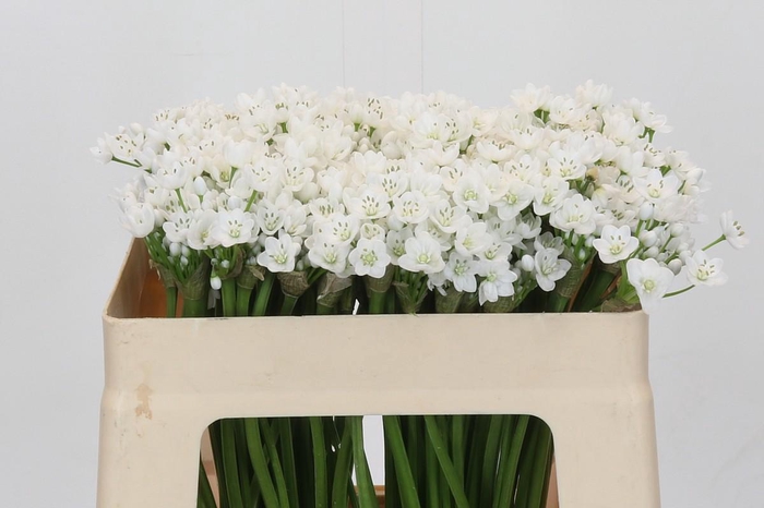 <h4>Allium Flocon</h4>