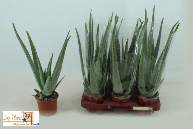 <h4>ALOE VERA</h4>