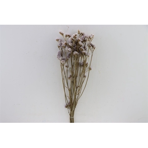 Dried Limonium Statice L. Pink Bunch