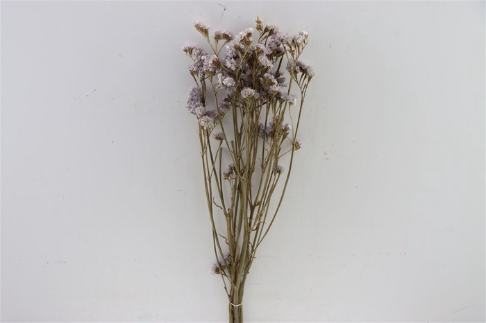 <h4>Dried Limonium Statice L. Pink Bunch</h4>