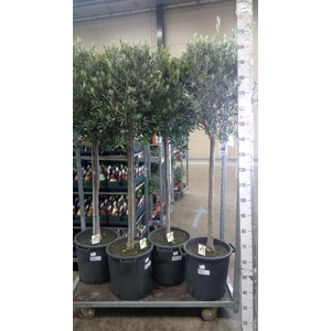 Olea europaea