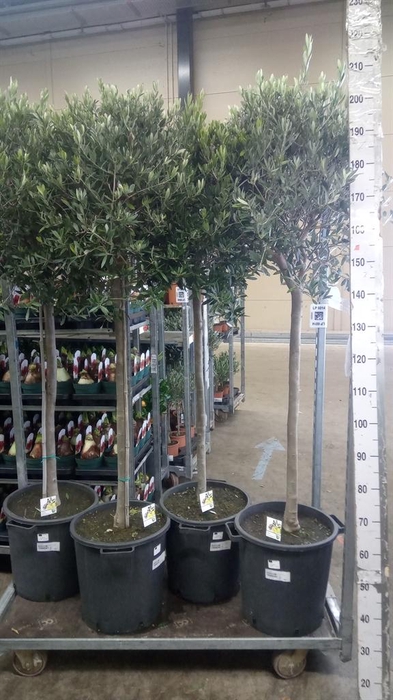 <h4>Olea europaea</h4>