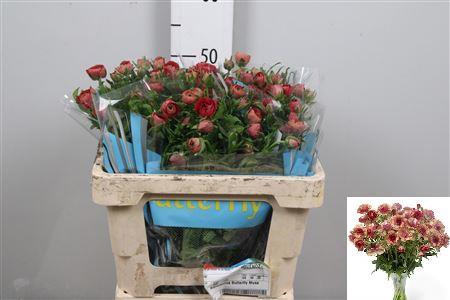 <h4>Ran Butterfly Musa</h4>