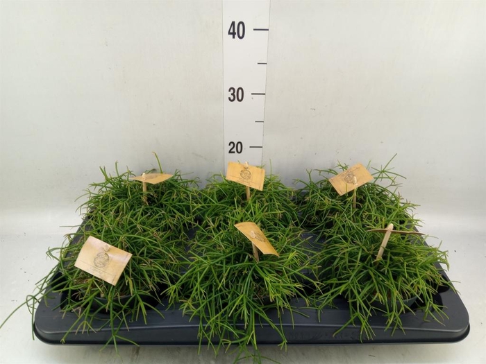 <h4>Rhipsalis   ...</h4>