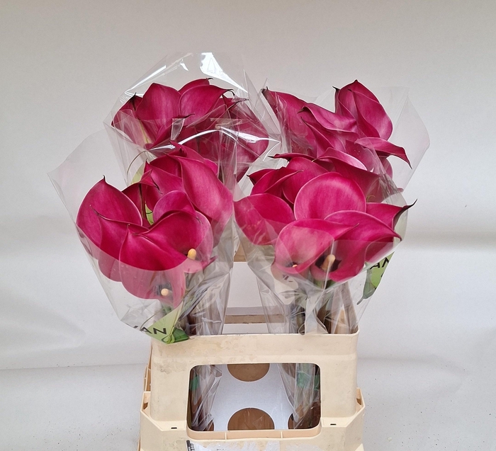 <h4>ZANT BEIJING</h4>