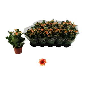 KAL GE FELIZ BICOLOR