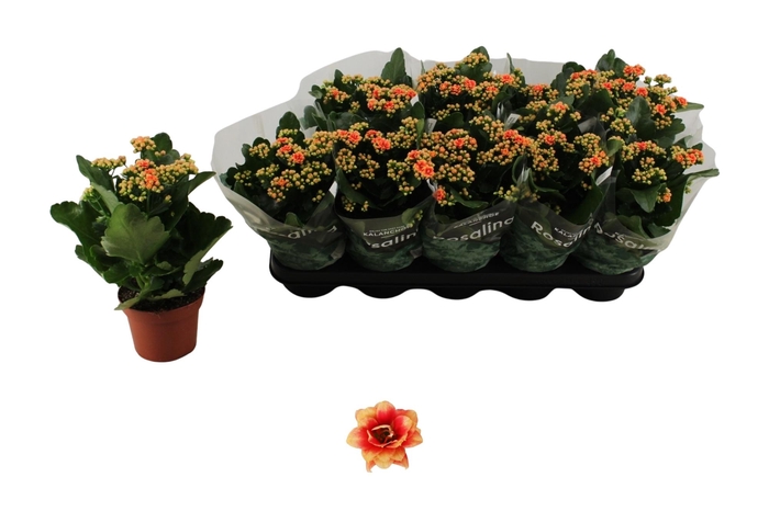 <h4>KAL GE FELIZ BICOLOR</h4>