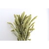 Dried Setaria Natural X5 Bunch