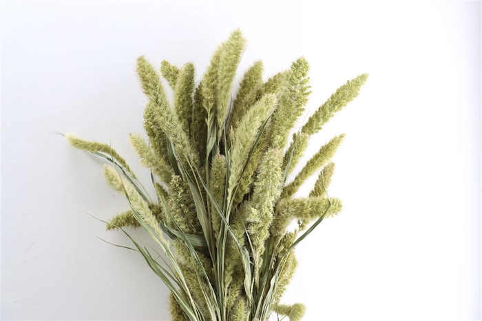 Dried Setaria Natural X5 Bunch
