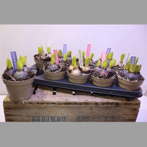 Hyacin Pear Gem 4 Kl