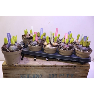 Hyacin Pear Gem 4 Kl