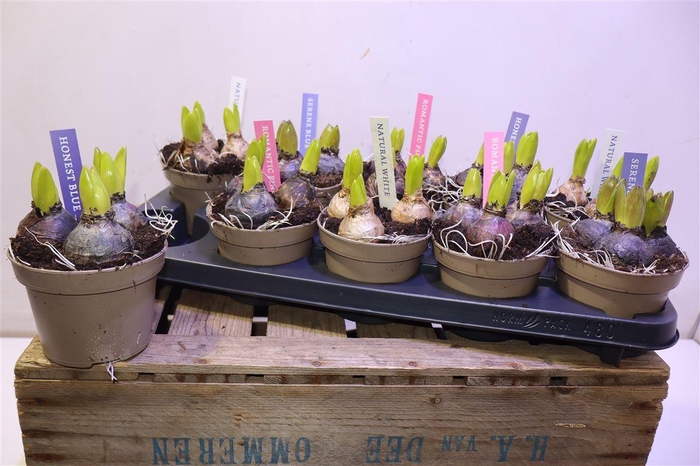 Hyacin Pear Gem 4 Kl