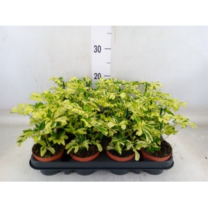 Schefflera arbor. 'Janine'