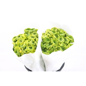 Ran Ponpon Ex Peter Pan