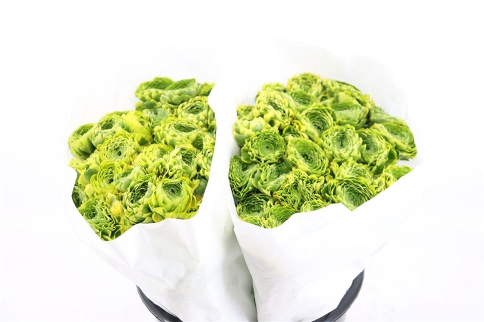 <h4>Ran Ponpon Ex Peter Pan</h4>