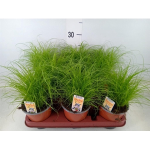 Cyperus alternifolius 'Zumula'