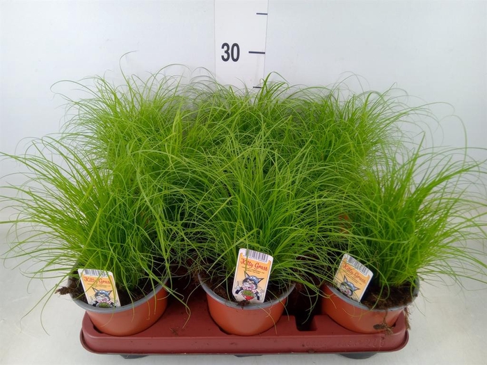 <h4>Cyperus alternifolius 'Zumula'</h4>