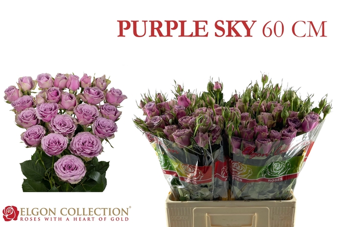 <h4>R Tr Purple Sky</h4>