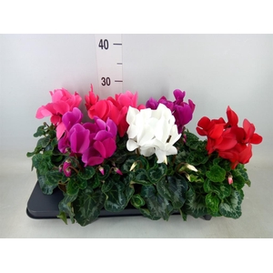 Cyclamen GR 'Mammoth'