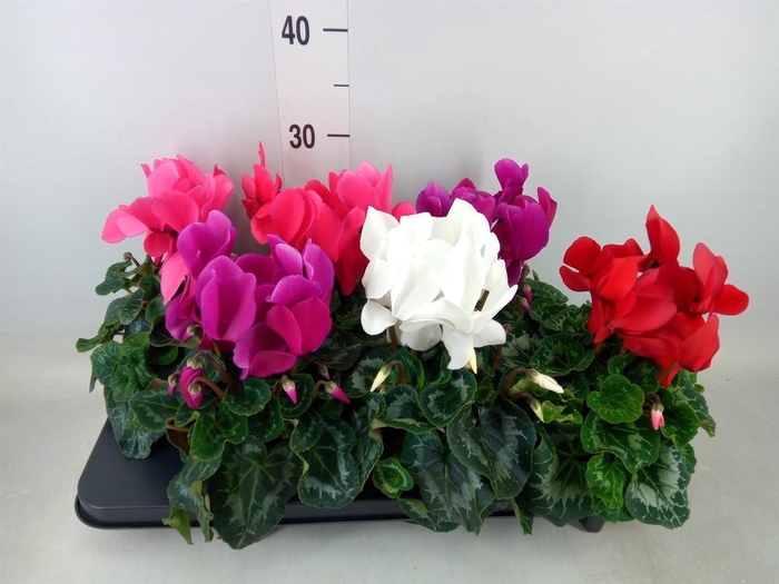 <h4>Cyclamen GR 'Mammoth'</h4>