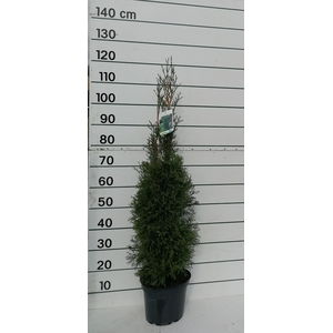 THUJA O SMARAGD