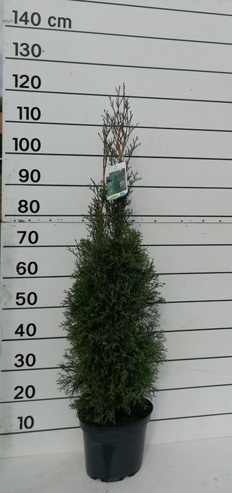 <h4>THUJA O SMARAGD</h4>