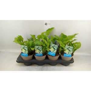 Hosta   ...
