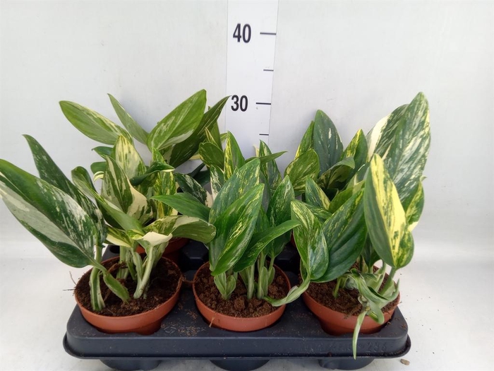 <h4>Monstera   ...</h4>