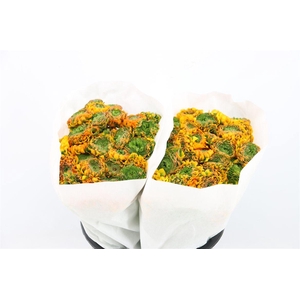 Ran Ponpon Ex Merlino