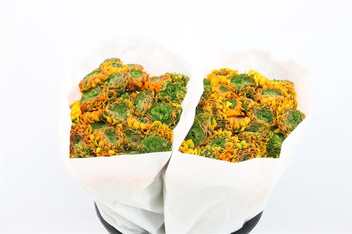 <h4>Ran Ponpon Ex Merlino</h4>