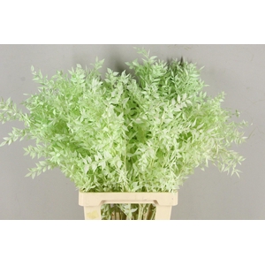PF Ruscus 70cm Bs Mint Green