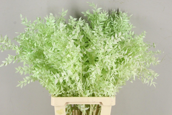 <h4>PF Ruscus 70cm Bs Mint Green</h4>