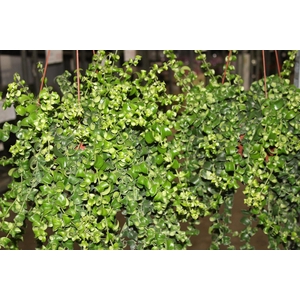 AESCHYNANTHUS RASTA C21