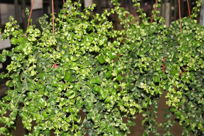 <h4>AESCHYNANTHUS RASTA C21</h4>