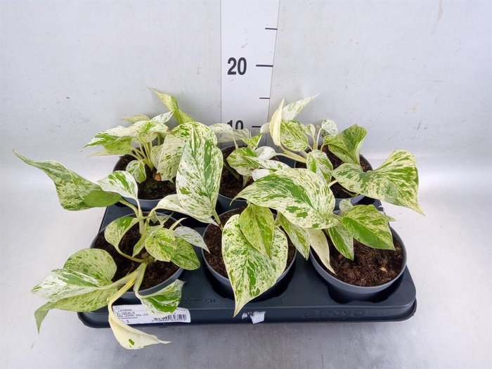 <h4>Epipremnum   ...</h4>