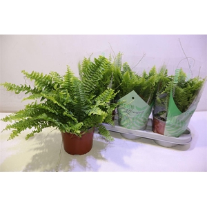 arr8 Nephr Ex Green Momen